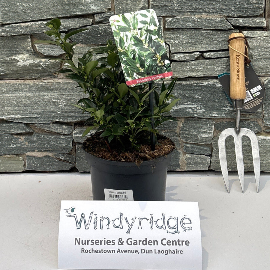 Sarcococca Confusa P17 - Shrubs - Windyridge Garden Centre