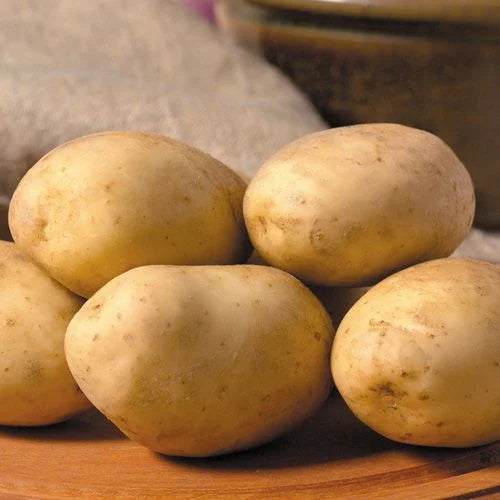 Maris Piper 2Kg - Bulbs - Windyridge Garden Centre