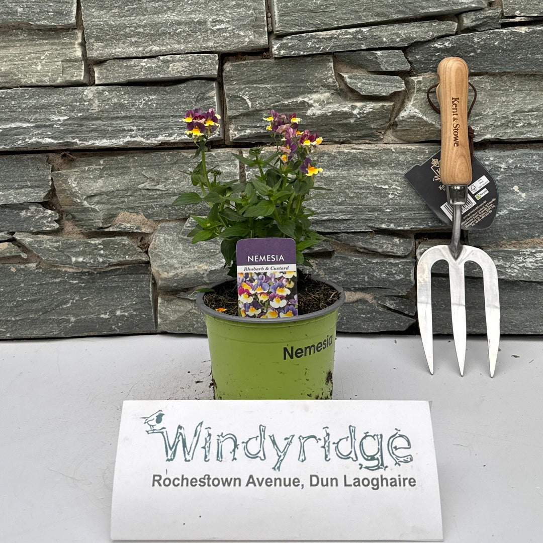 NEMESIA RHUBARB & CUSTARD 1L - Herbaceous - Windyridge Garden Centre
