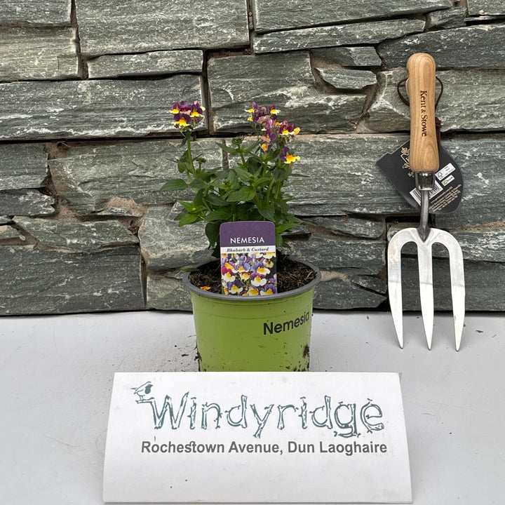 NEMESIA RHUBARB & CUSTARD 1L - Herbaceous - Windyridge Garden Centre