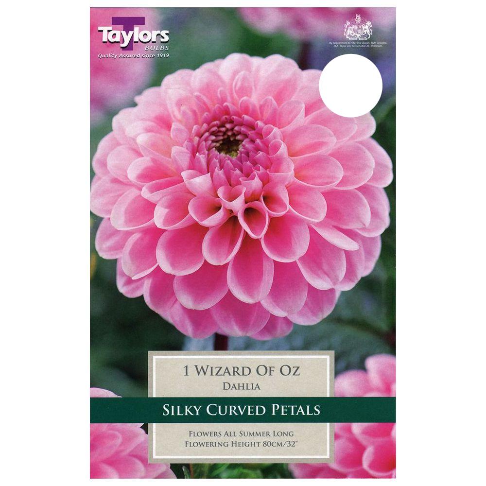 DAHLIA WIZARD OF OZ X 1