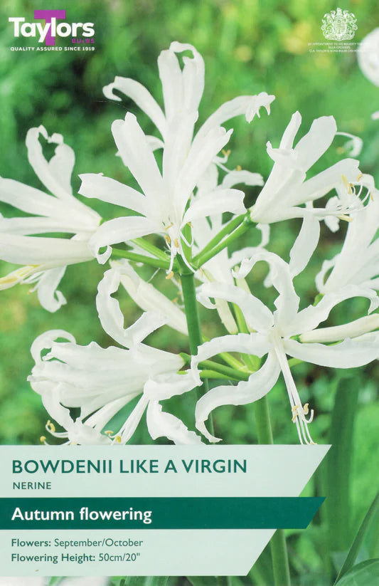 Nerine Bowdenii Like A Virgin 3 - Bulbs - Windyridge Garden Centre
