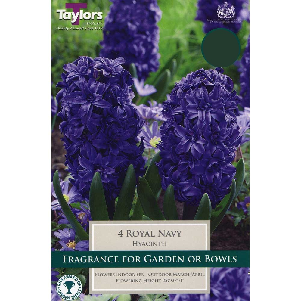 HYACINTH ROYAL NAVY