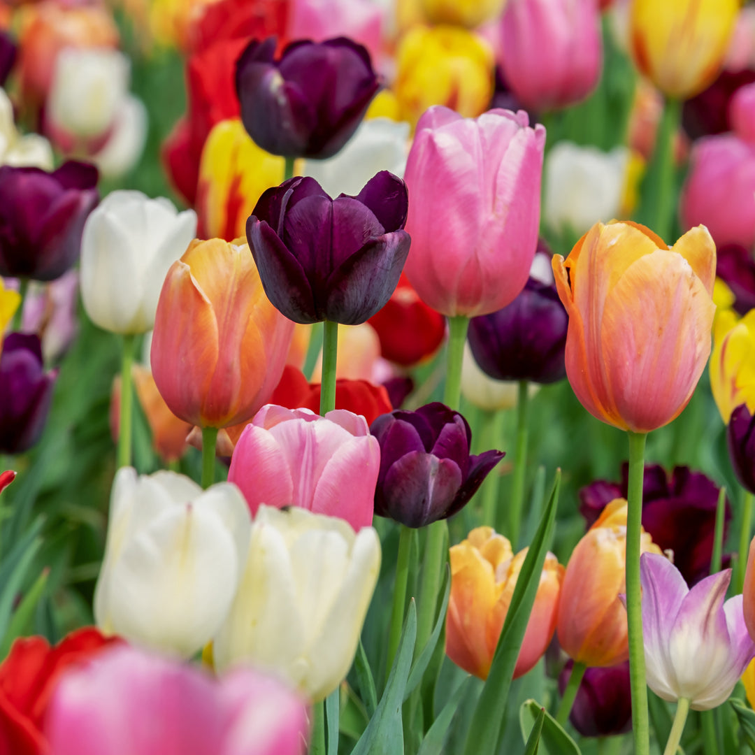 35 TULIP GARDEN MIXED 12+