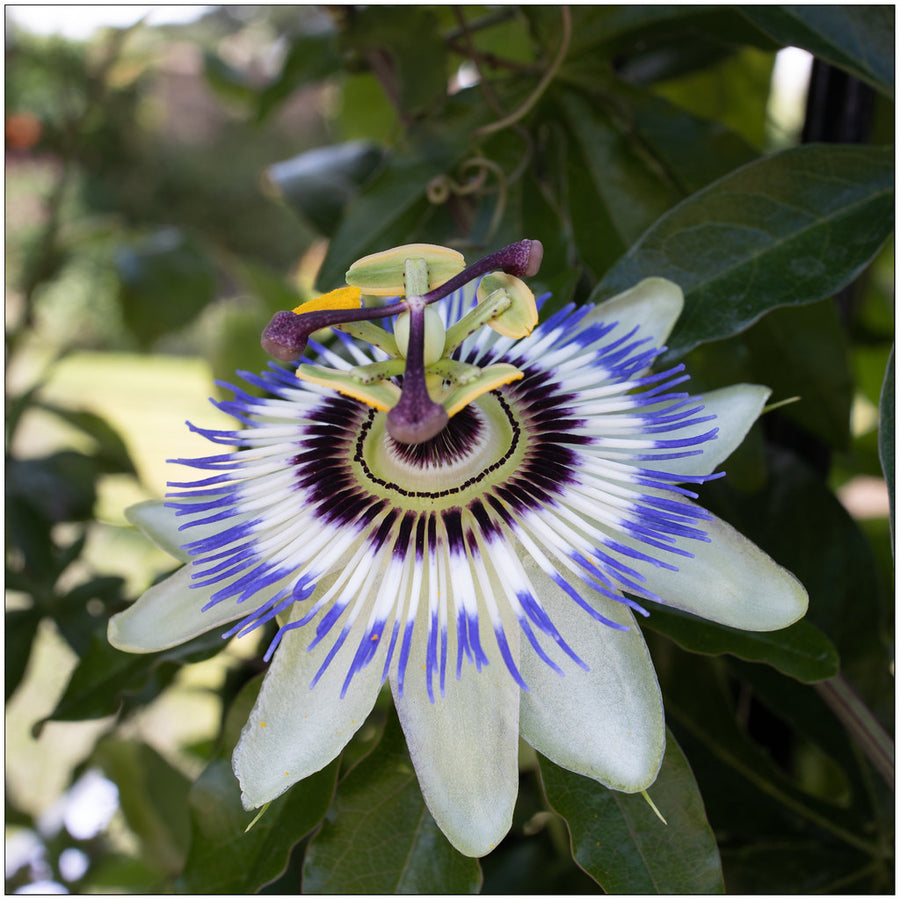 Passiflora-caerulea-Flower