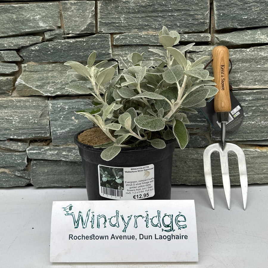 Brachyglottis Walbertons Silver Dormouse - Shrubs - Windyridge Garden Centre