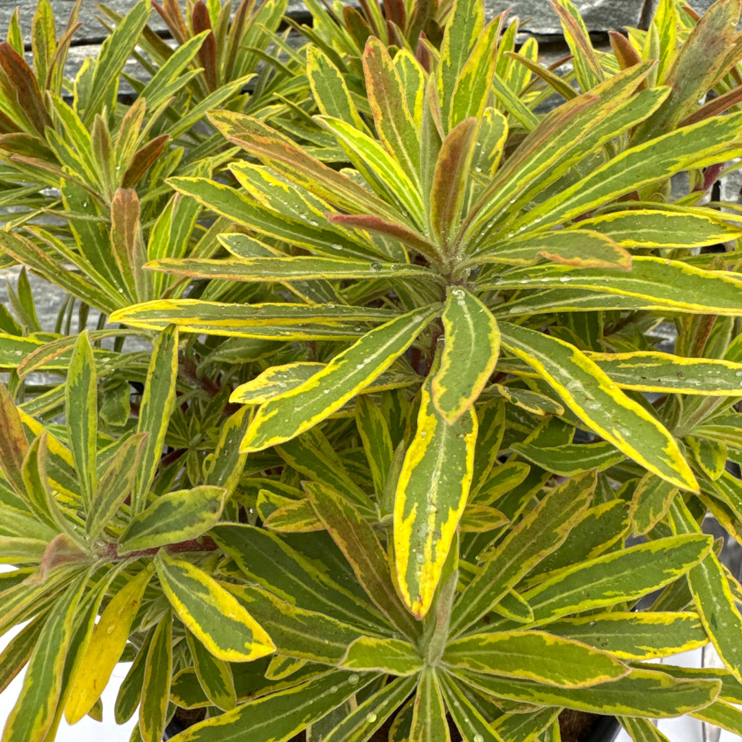 EUPHORBIA Ascot Rainbow