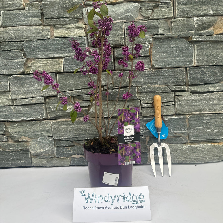 Callicarpa Bod. Profusion - Shrubs - Windyridge Garden Centre