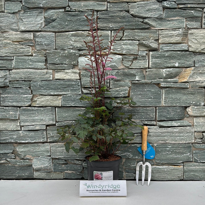 ASTILBE  Color Flash