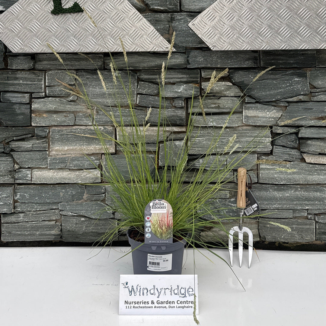 SESLERIA autumnalis 3 Litre
