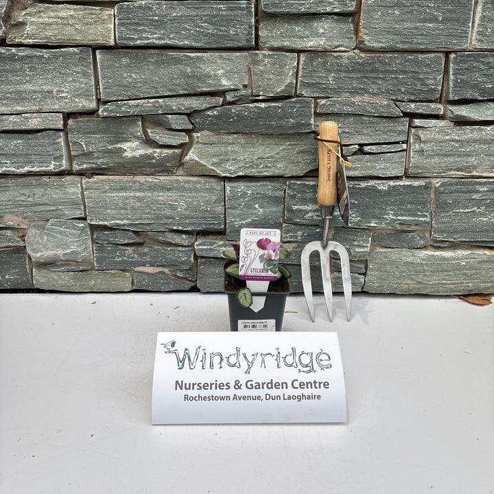 Cyclamen persicum hardy P9