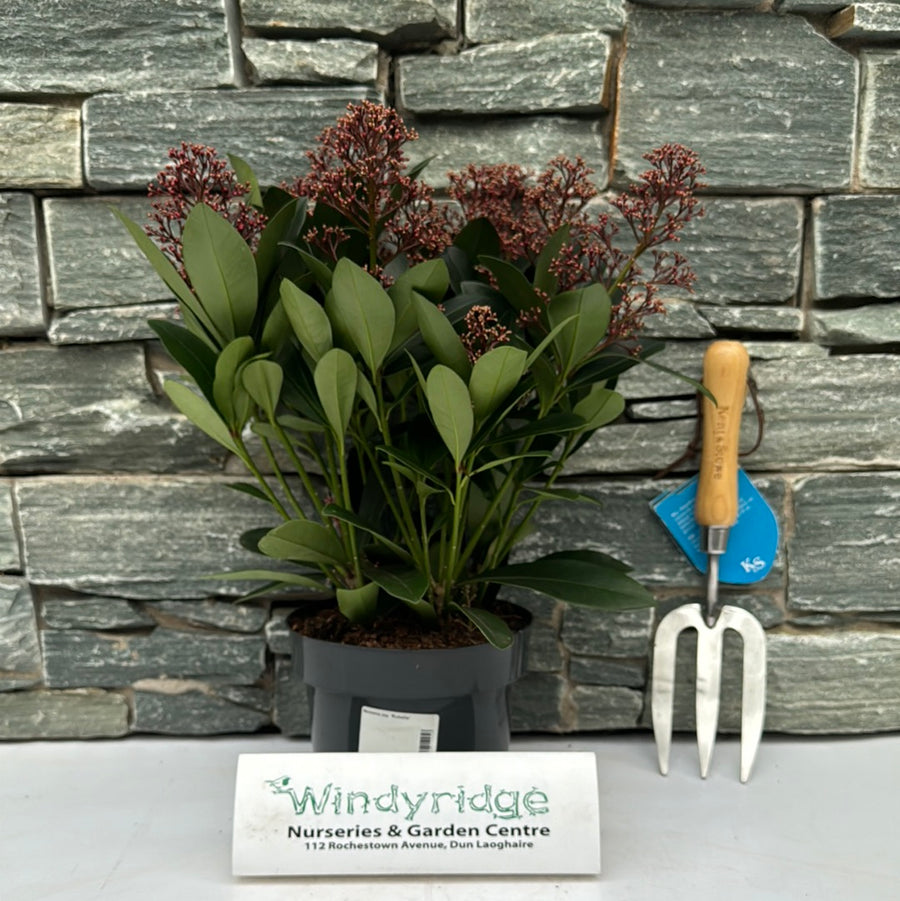 Skimmia Jap. Rubella - Shrubs - Windyridge Garden Centre