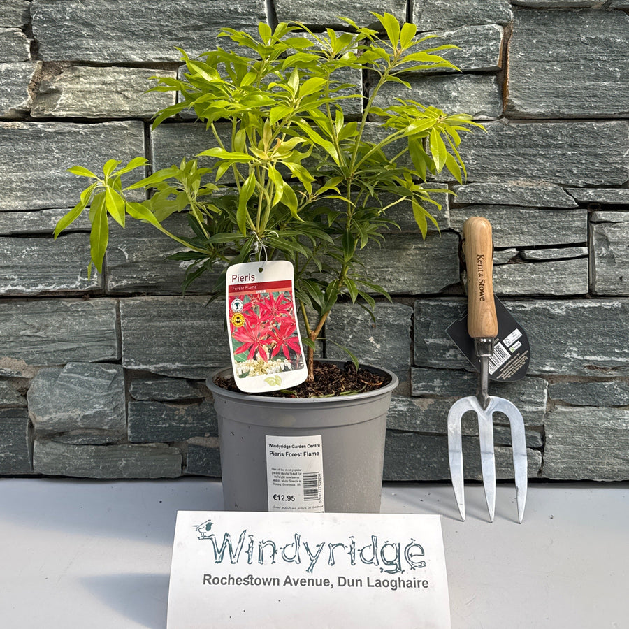 Pieris Forest Flame - Shrubs - Windyridge Garden Centre