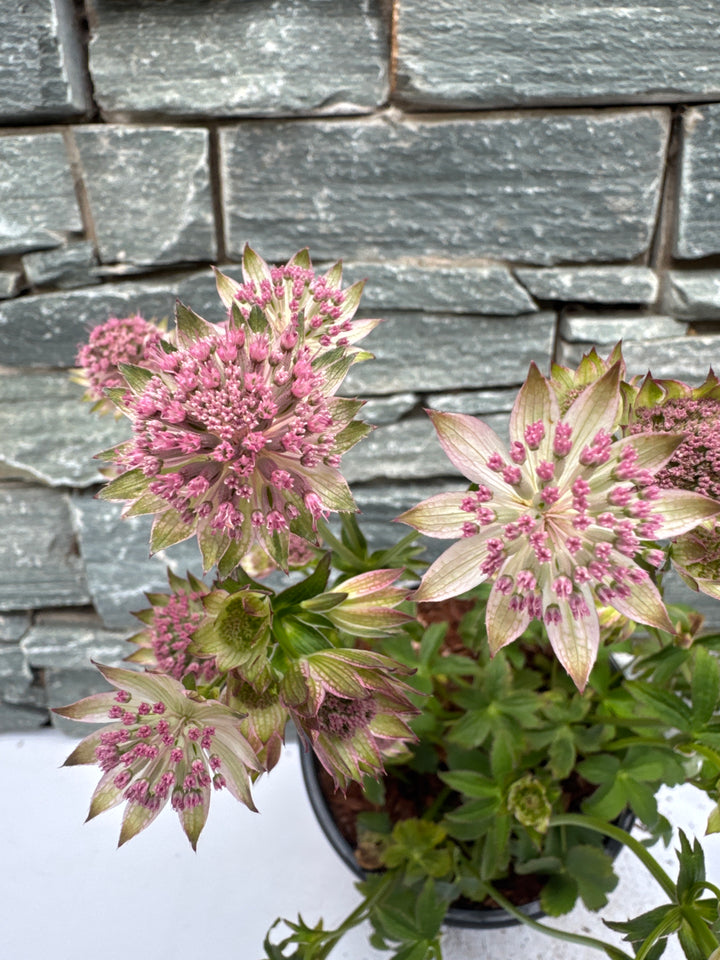ASTRANTIA maj. Buckland 2L