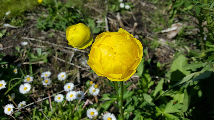 Trollius Lemon Queen