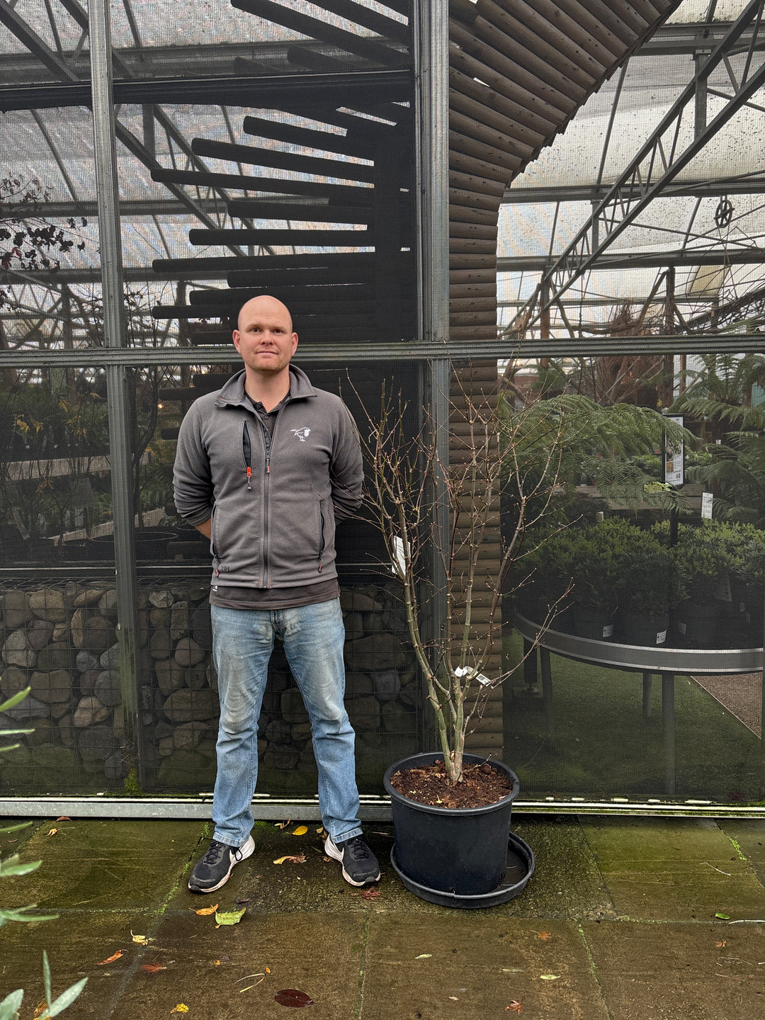 Acer palm. Osakazuki  100-125 CM C35