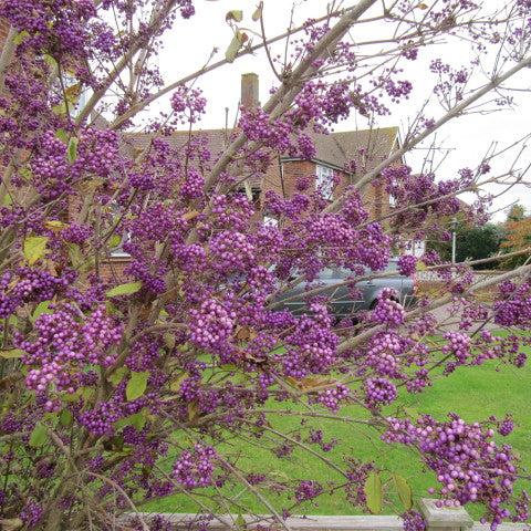 Callicarpa Bod. Profusion - Shrubs - Windyridge Garden Centre