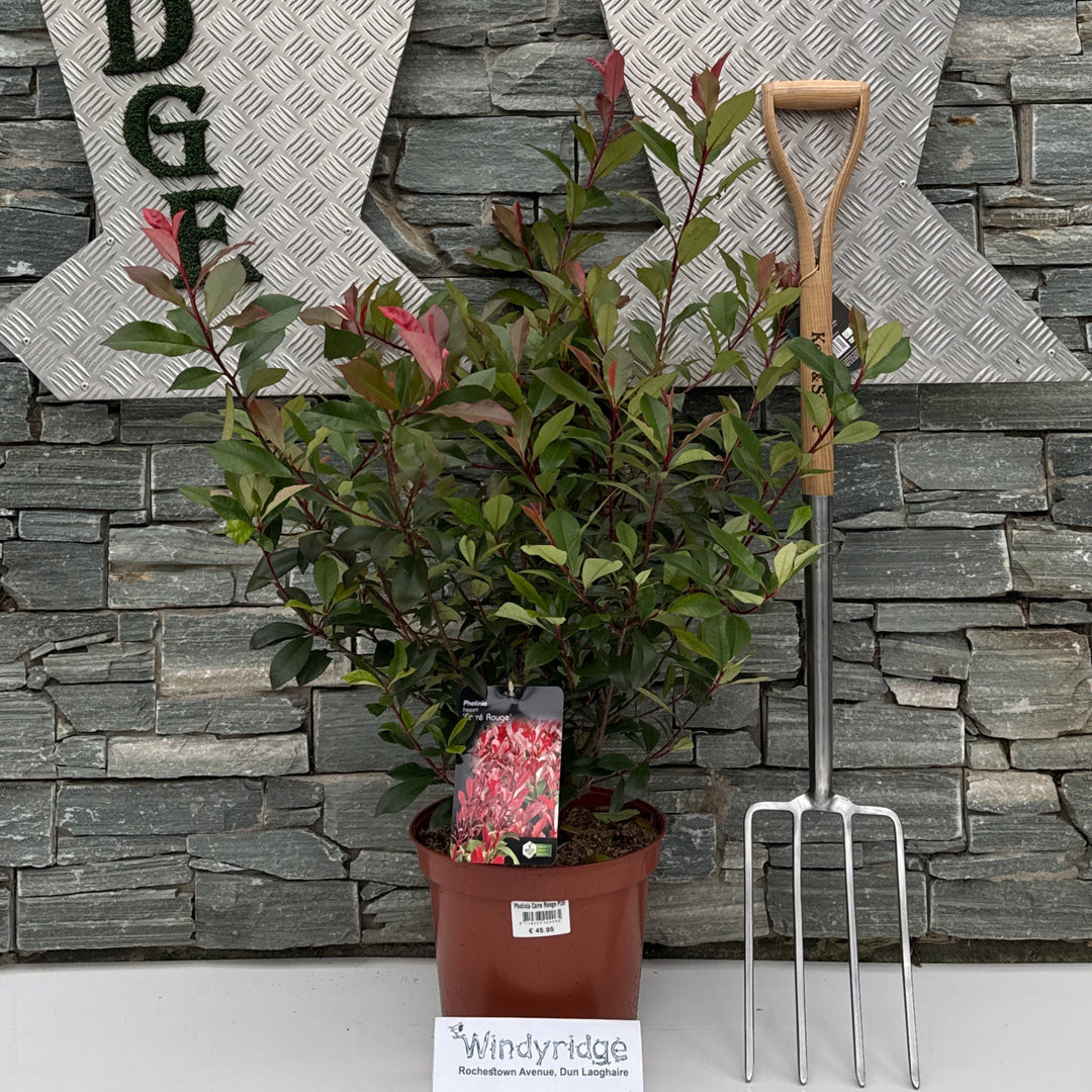 Photinia Carre Rouge P29