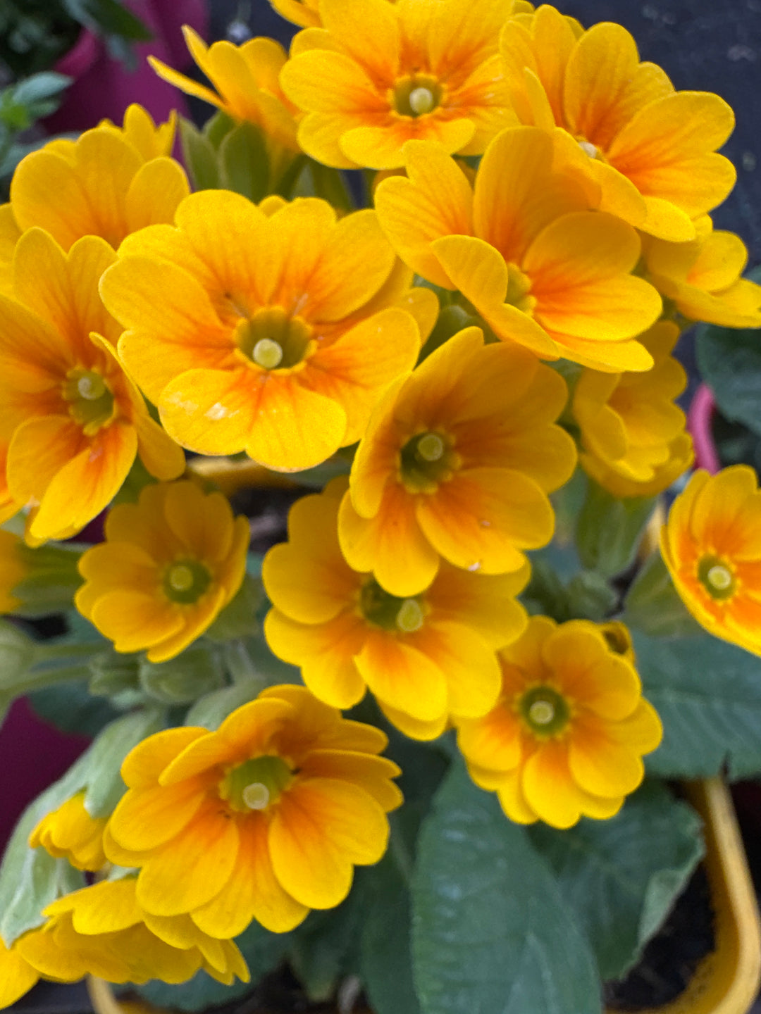Primula veris