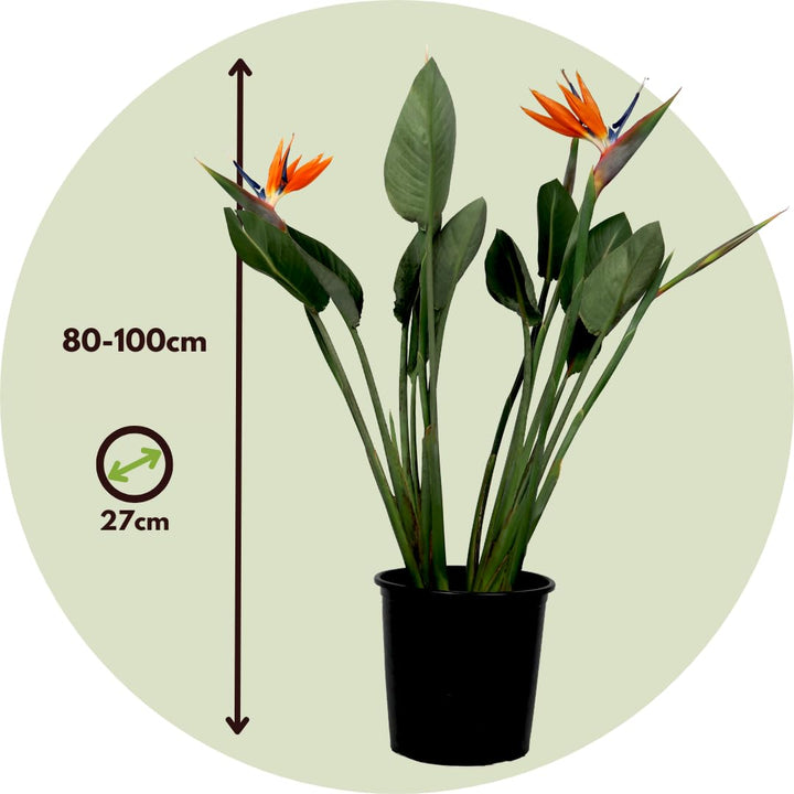 Unwins Houseplant Bird Of Paradise (Strelitzia Reginae) - Seed Packets - Windyridge Garden Centre