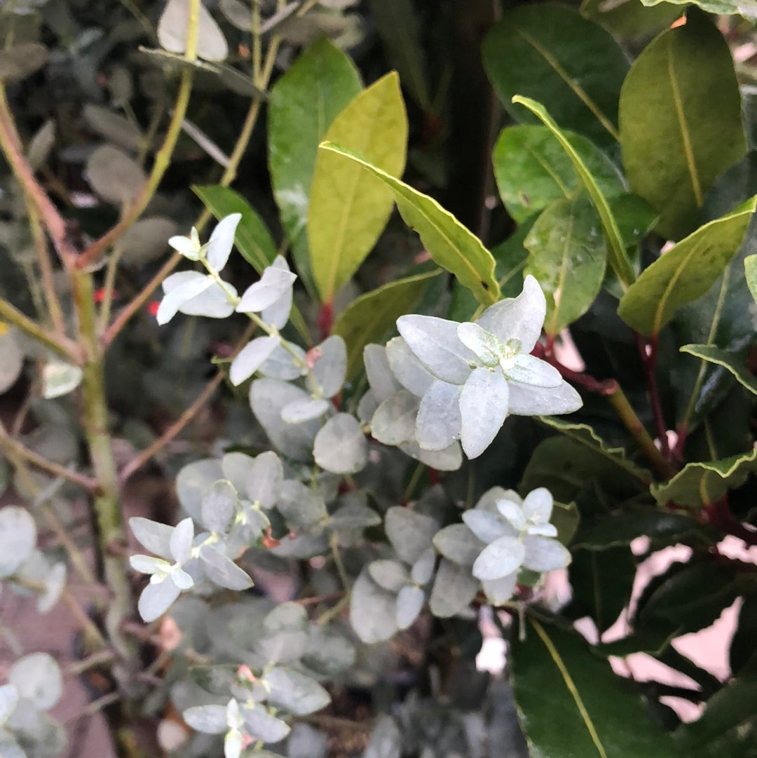 Eucalyptus gunnii