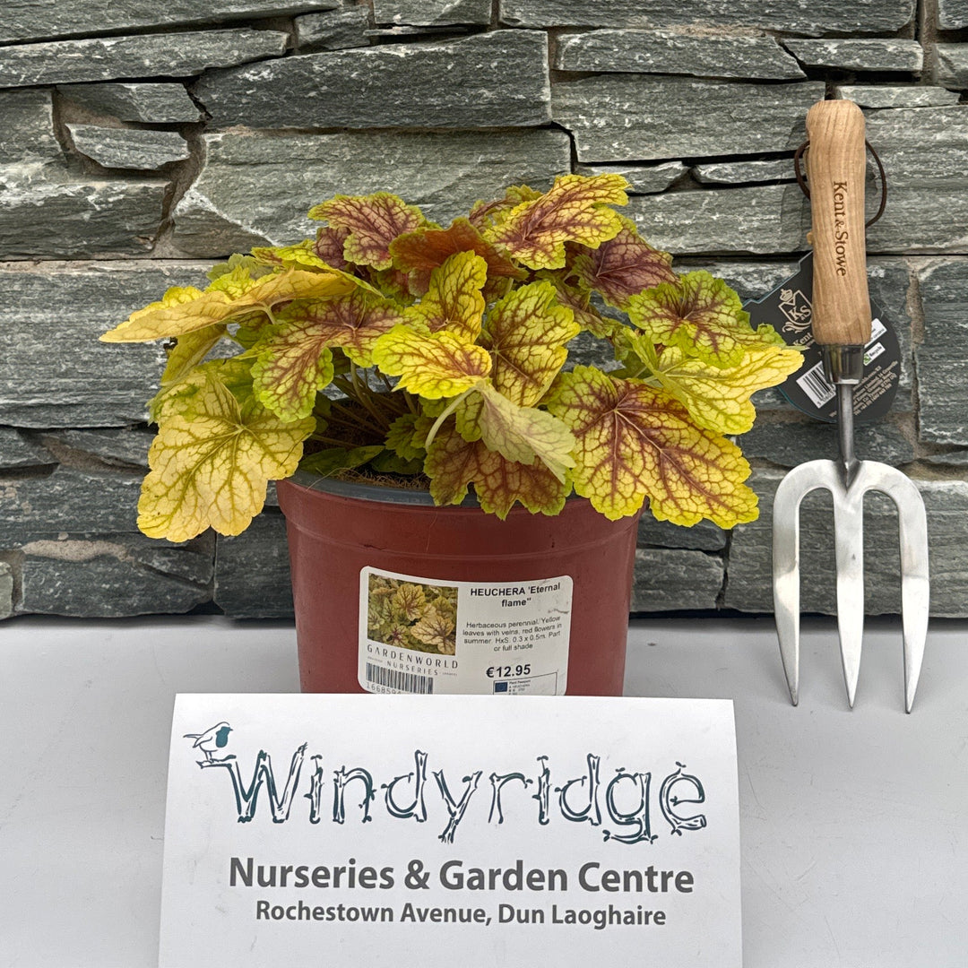 HEUCHERA Eternal flame