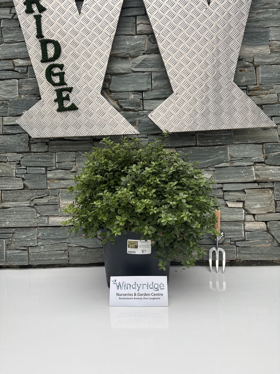 PITTOSPORUM tenui. Golf Ball Ball