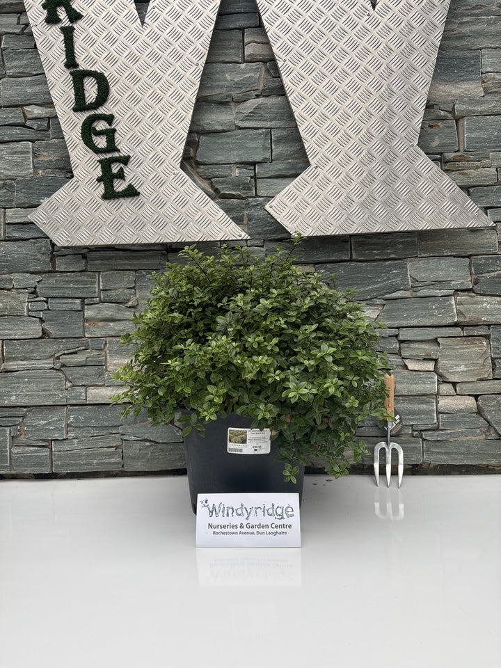 PITTOSPORUM tenui. Golf Ball Ball