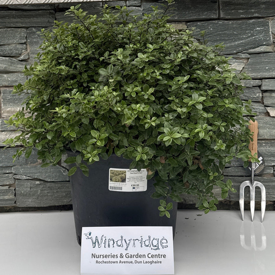 Pittosporum Tenui. Golf Ball Ball - Shrubs - Windyridge Garden Centre