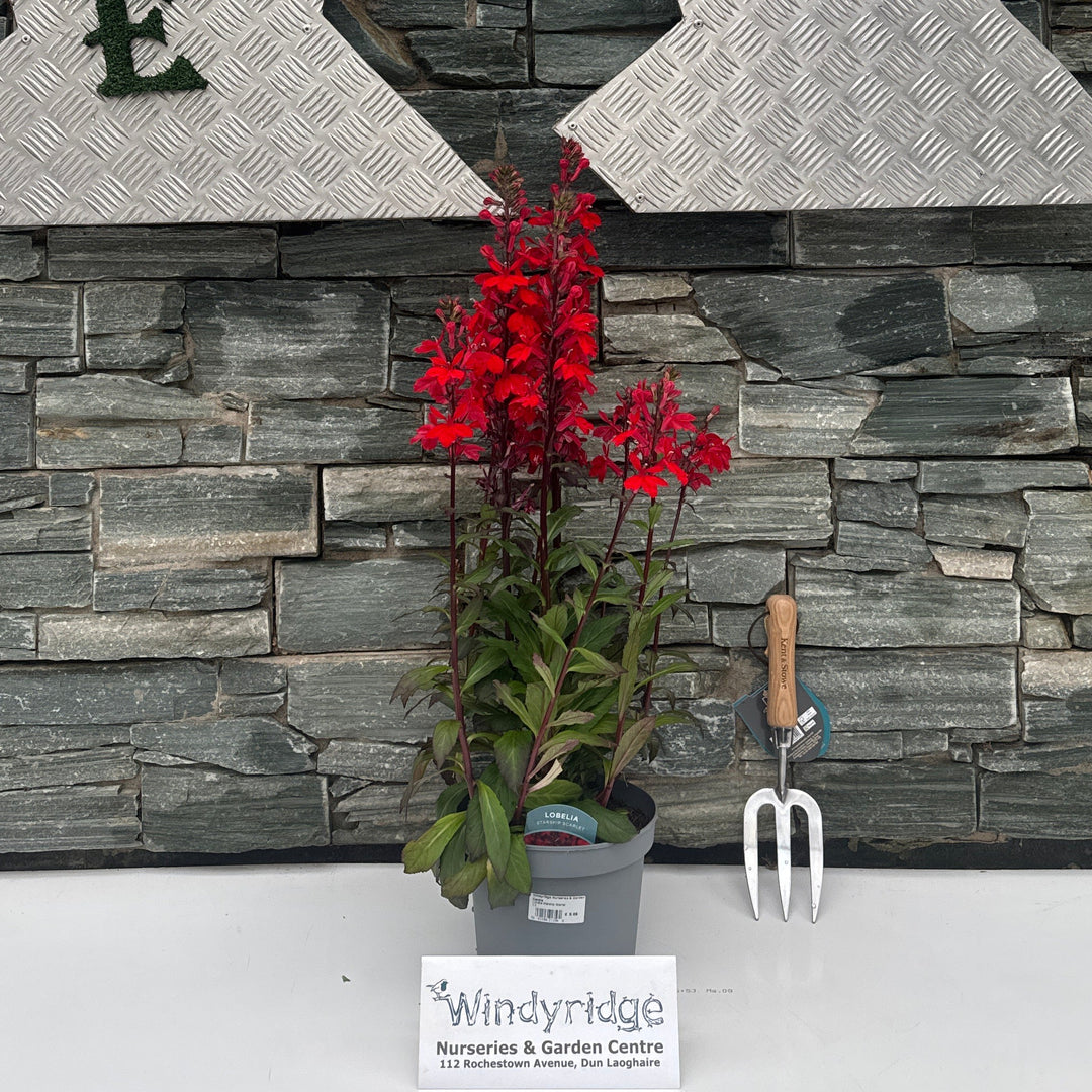 Lobelia Starship Scarlet 3Lt