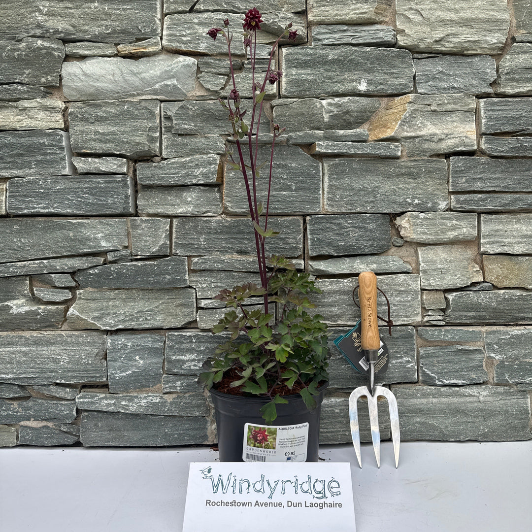 AQUILEGIA Ruby Port