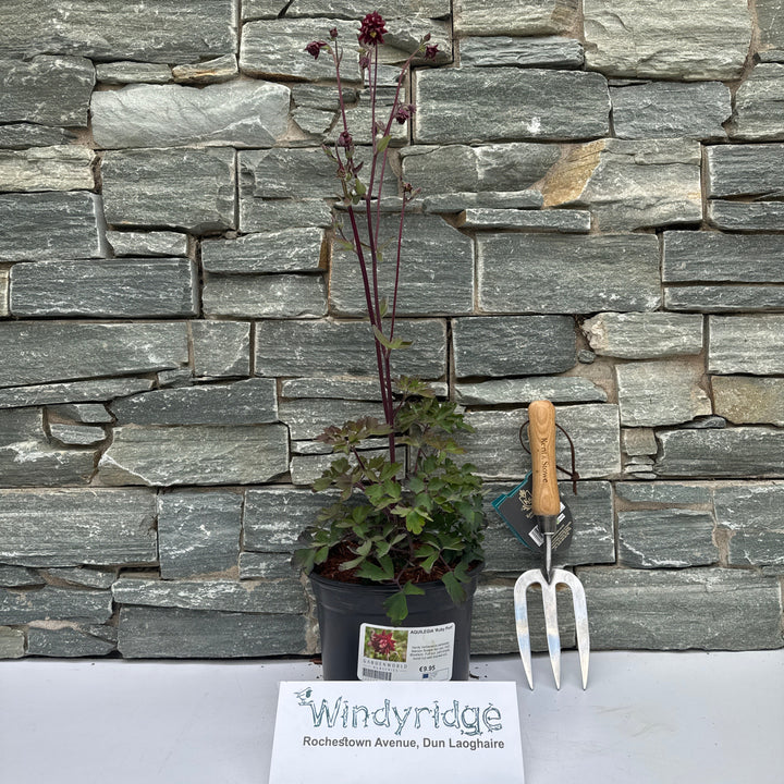 AQUILEGIA Ruby Port