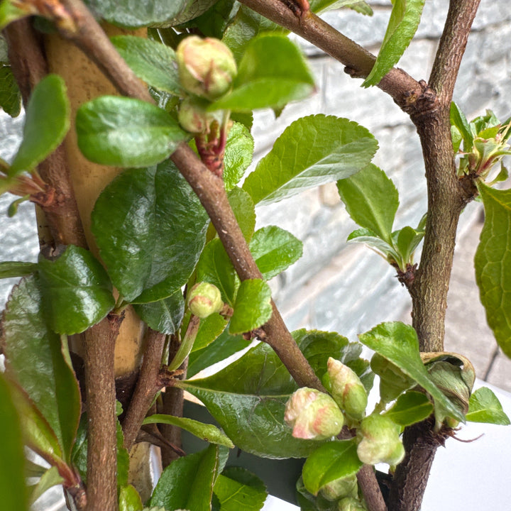 CHAENOMELES S. JET TRAIL