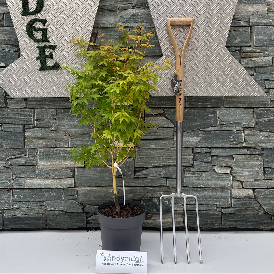 Acer Palmatum 'Bihoo' C6.5 - Trees - Windyridge Garden Centre
