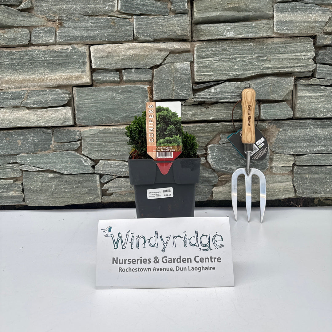 Chamaecyparis Obtus Nana Gracilis V2 50cm