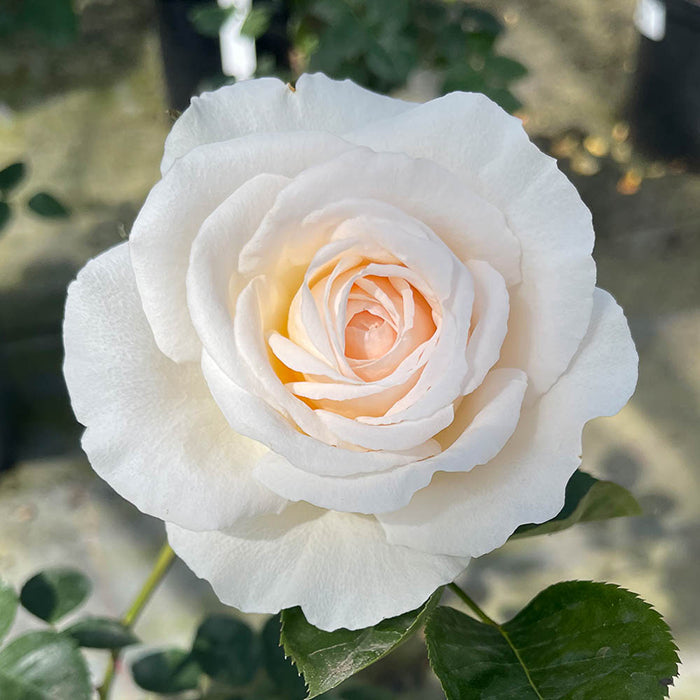 ROSA-H-The-Birthday-Rose-Floribunda-Flower