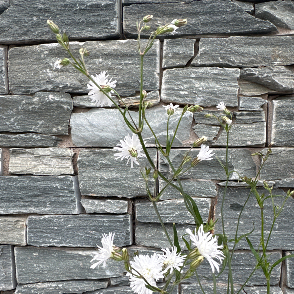 Lychnis Petite White - Herbaceous - Windyridge Garden Centre