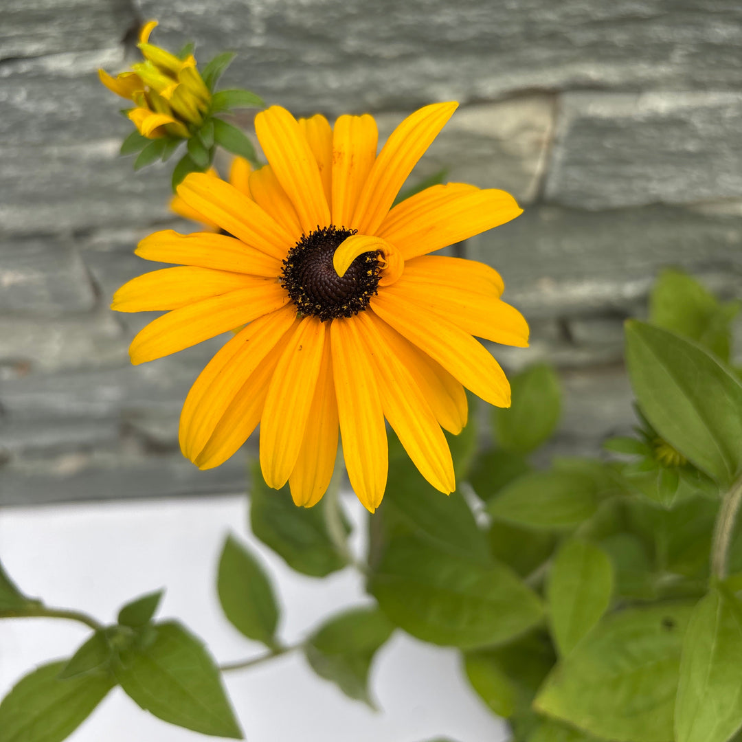 Yellow sunflower with green leaves against a wooden fence background