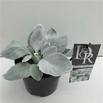 Senecio Angel Wings