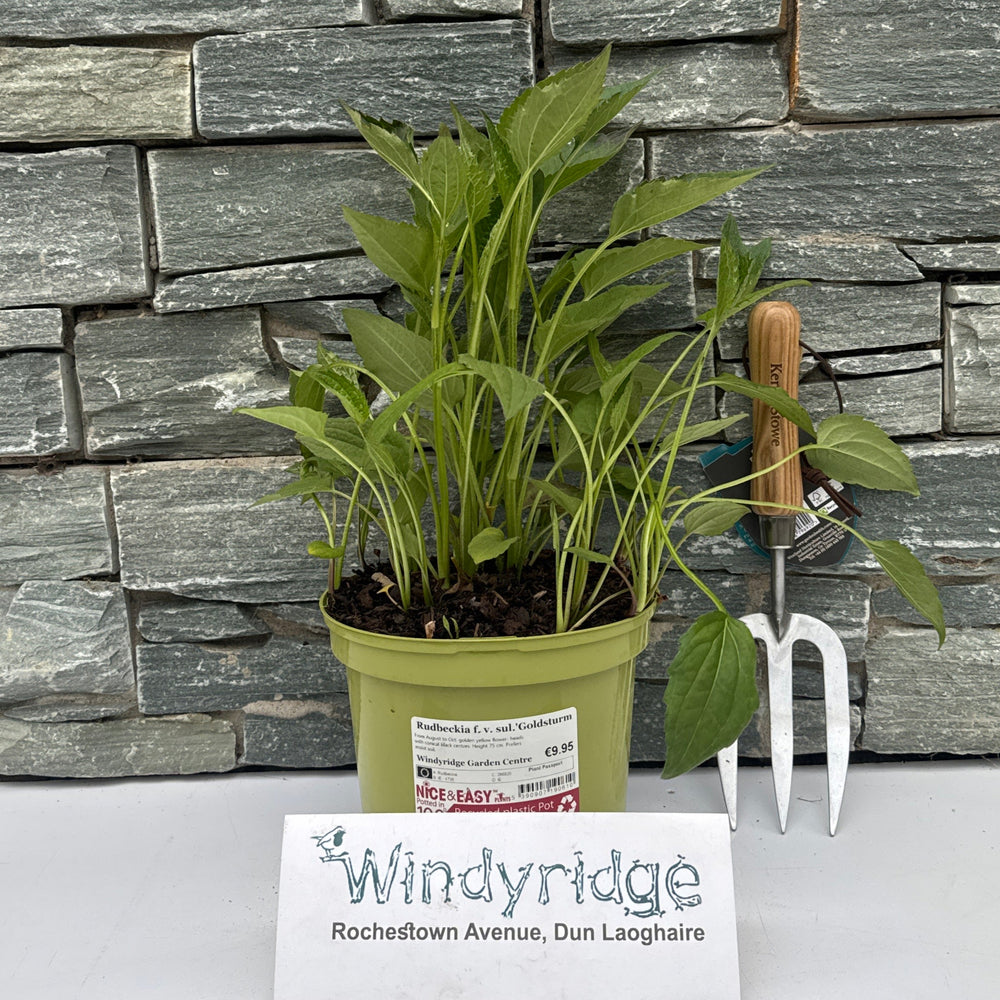 Rudbeckia F. V. Sul.'Goldsturm - Herbaceous - Windyridge Garden Centre