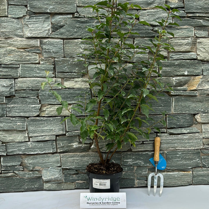 Prunus Angustfolia 3L
