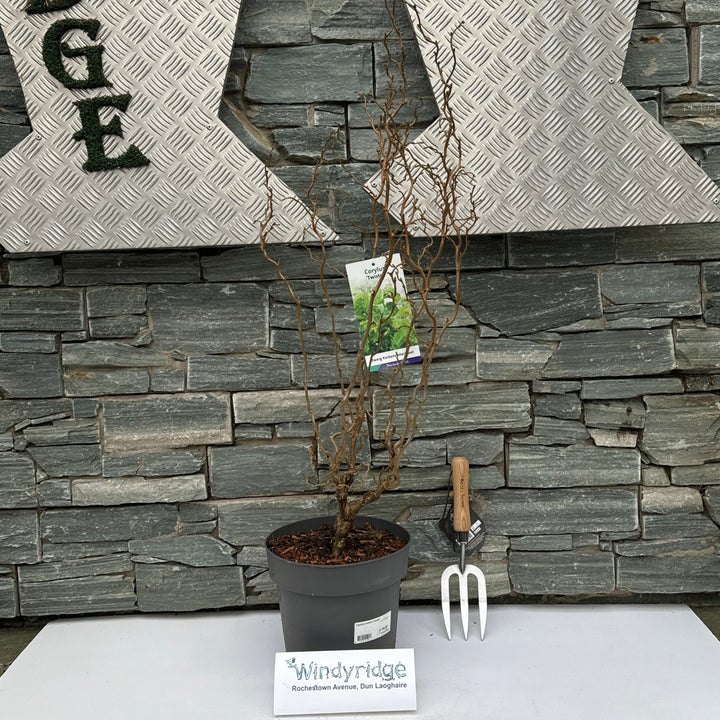 Corylus avellana Twister  50-60 CM C7.5