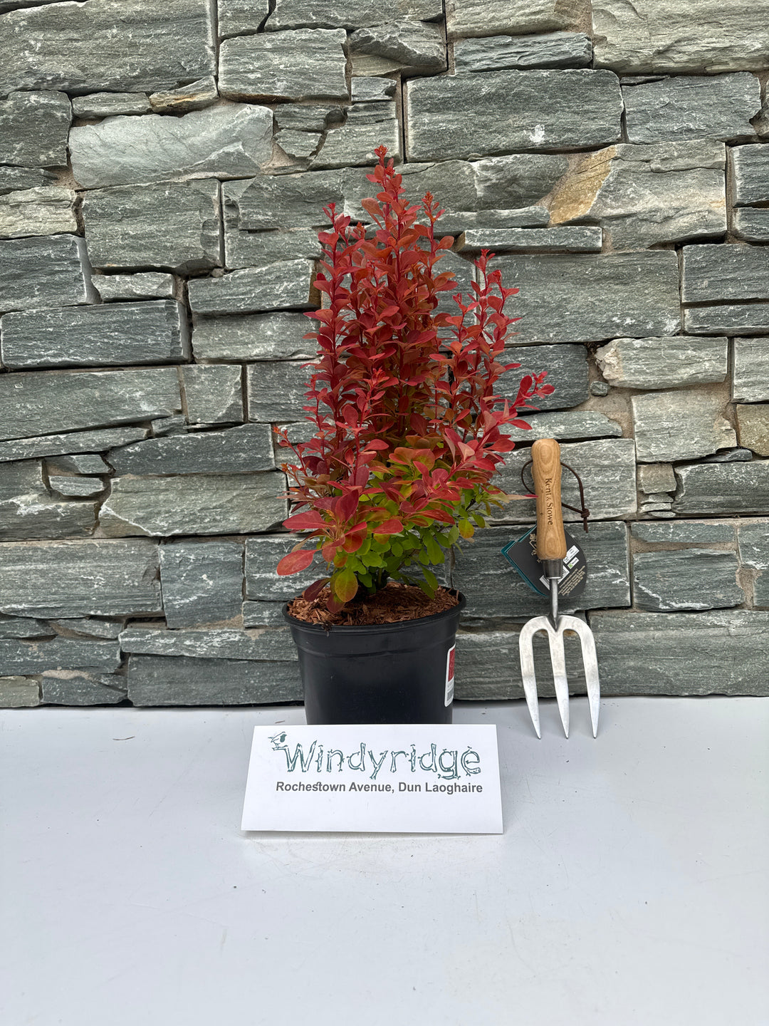 BERBERIS thun. Chiquita
