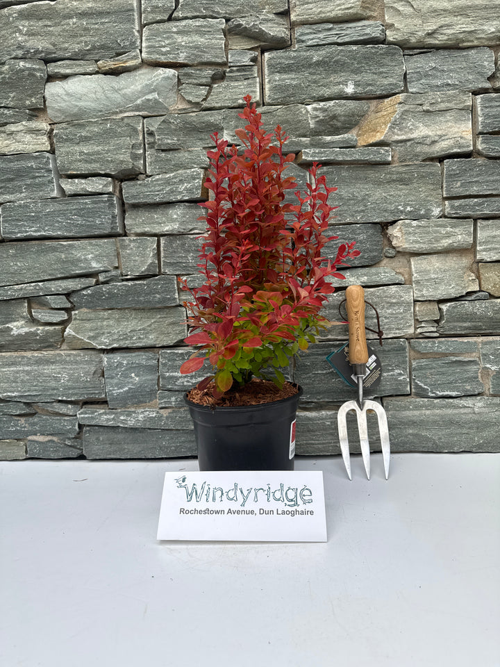 BERBERIS thun. Chiquita