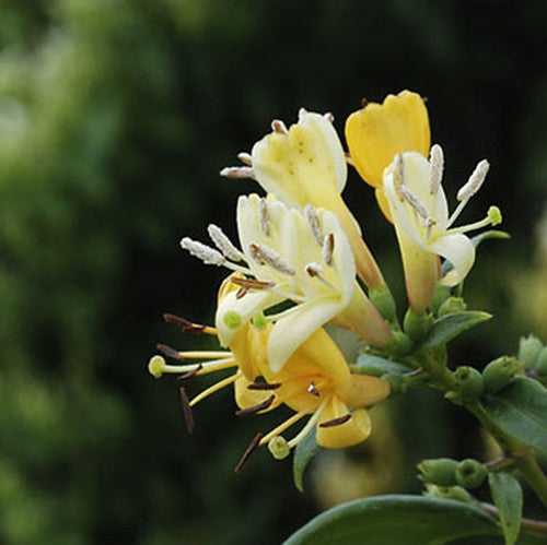 LONICERA-HENRYII-Flower-1