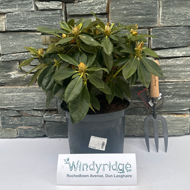 Golden Rhododendron Buy Rhododendron (Y) Golden Torch Online | Windyridge Garden Centre ...