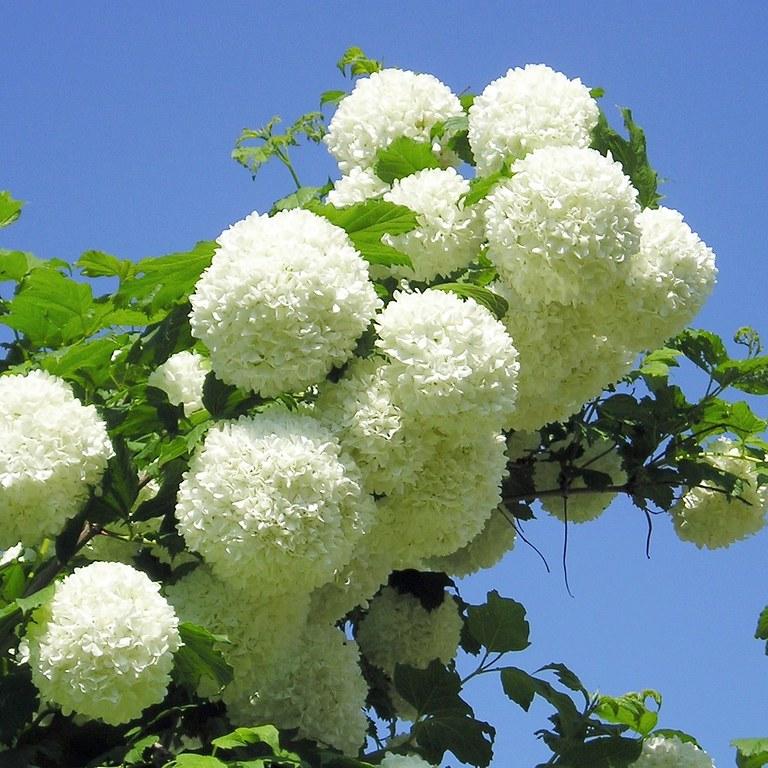 Viburnum-Opulus-Roseum-Flower