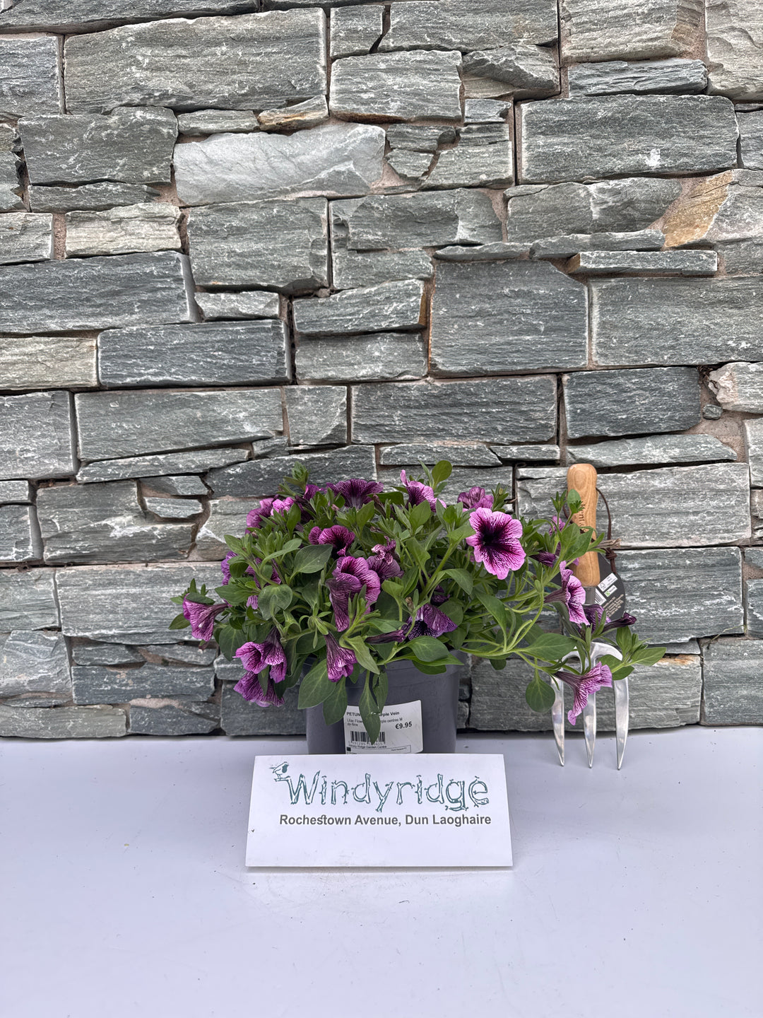Petunia Viva Purple Vein - Bedding - Windyridge Garden Centre