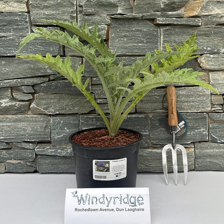 CYNARA scolymus