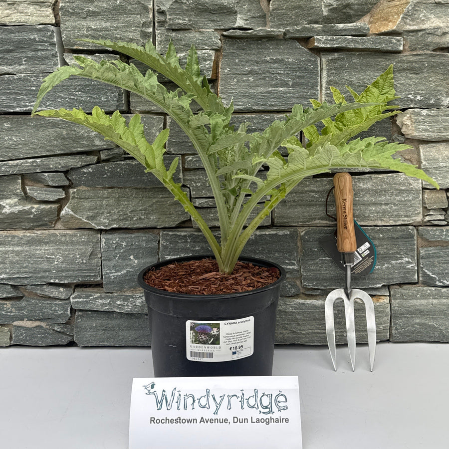 Cynara Scolymus - Herbaceous - Windyridge Garden Centre
